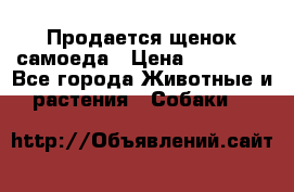 Продается щенок самоеда › Цена ­ 15 000 - Все города Животные и растения » Собаки   